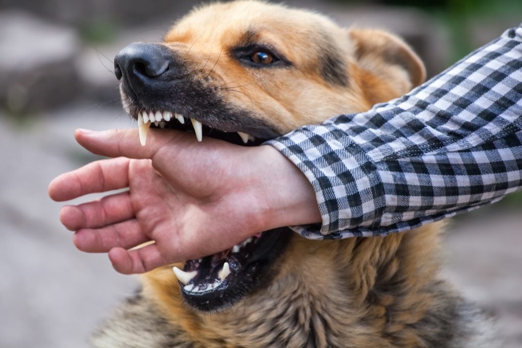 What Happens When A Dog Bites Someone In Texas